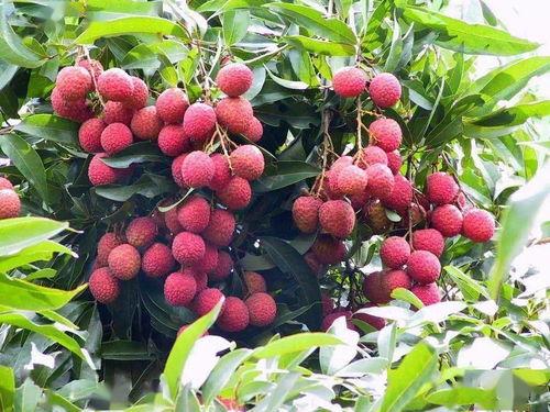 日本明星吃荔枝干,荔枝干美食之旅