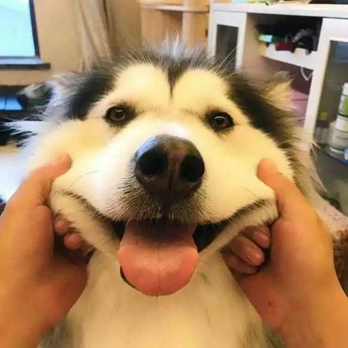 网红狗狗的微信头像男,萌化万千网友心